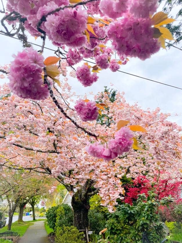 spring flowers