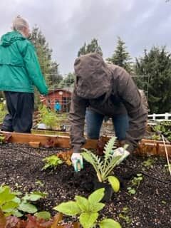 volunteers working in a garden