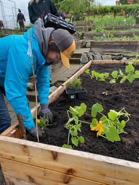 volunteer planting in the garden