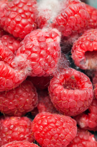 moldy raspberries